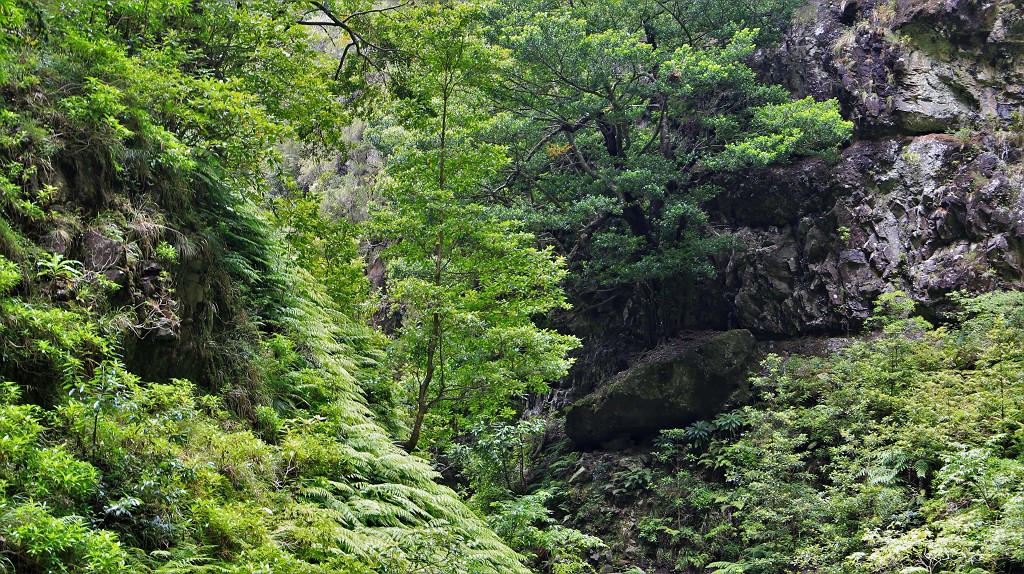 Madeira Ausfluege Levadawanderung Grüner Kessel